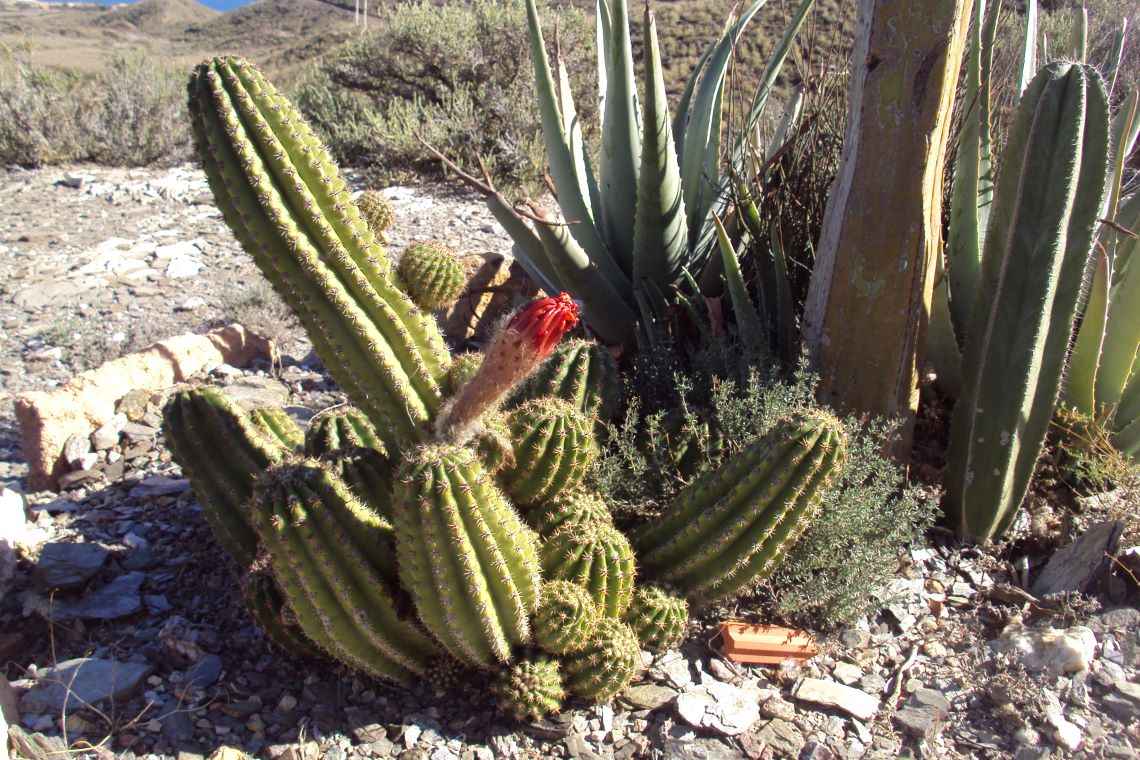Kleiner Kaktus, große Blüte
